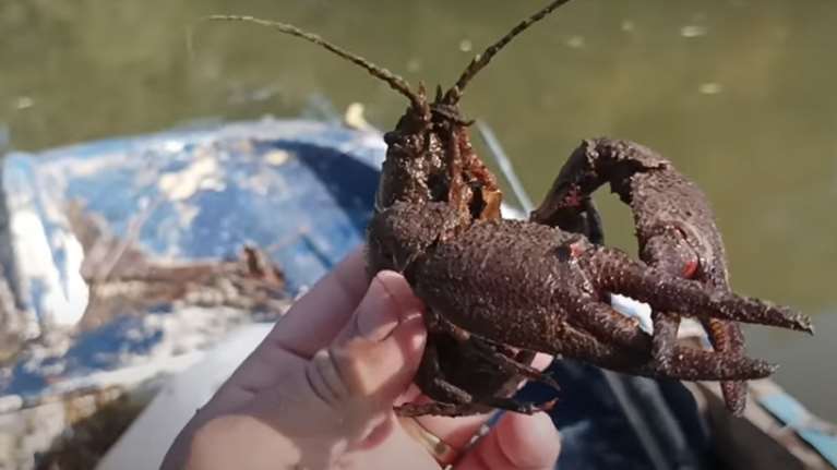 Γέμισε καραβίδες και καβούρια ο Πηνειός - Βίντεο με ψαράδες της περιοχής