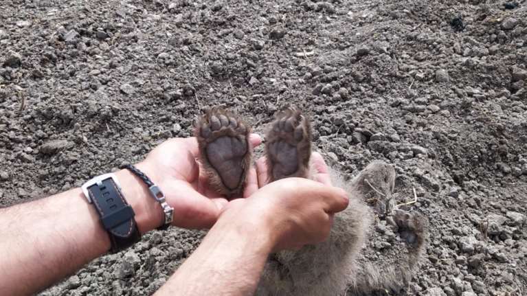 Συνέβη στην Καστοριά! Αρκούδα έθαψε τα μωρά της σε αγρόκτημα ύστερα από δυστύχημα