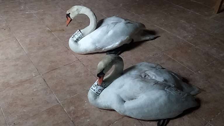 Καστοριά: Μαθήματα αγάπης και αφοσίωσης από ένα ζευγάρι κύκνων - Την φροντίζει και την προστατεύει