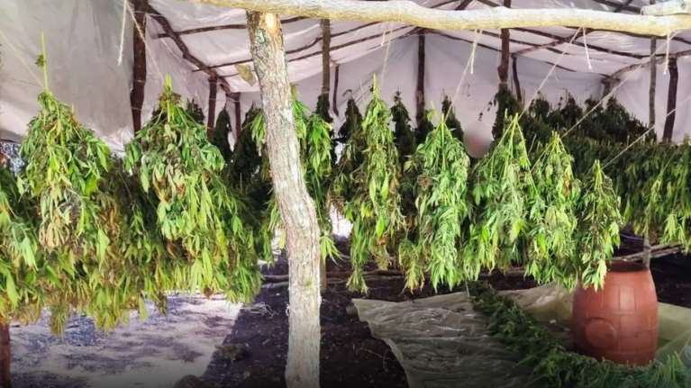 Αιτωλοακαρνανία: Εντοπίστηκε οργανωμένη φυτεία με χιλιάδες δενδρύλλια κάνναβης - Ερευνάται δίκτυο διακίνησης και στην Άνδρο