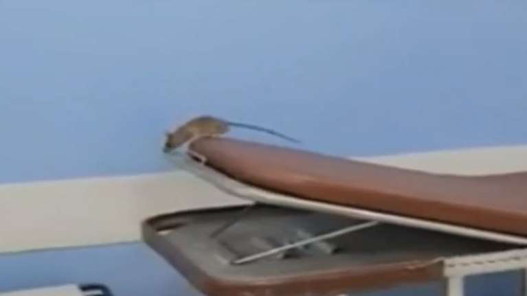 Απίστευτο: Βίντεο δείχνει ποντίκι να κόβει βόλτες στα εξωτερικά ιατρεία νοσοκομείου της Αθήνας