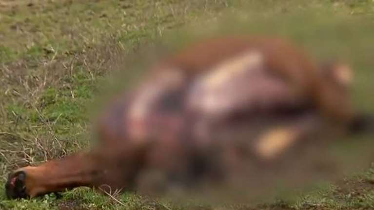 Παρέμβαση του Αρείου Πάγου για τα τέσσερα κατακρεουργημένα άλογα στα Γρεβενά- Αναζητούν τους δράστες