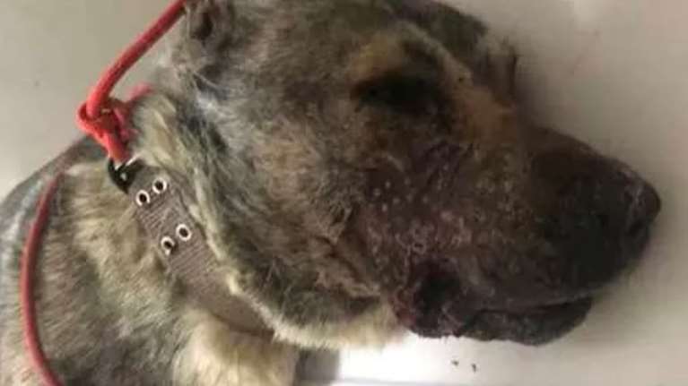 Φρίκη και αποτροπιασμός στο Χορευτό: Πυροβόλησαν εξ επαφής σκύλο στο στόμα