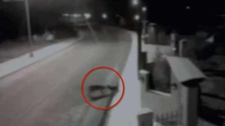 Μικρό Μοναστήρι: Βίντεο σοκ - Πεινασμένος λύκος κατασπαράζει σκύλο στη μέση του δρόμου