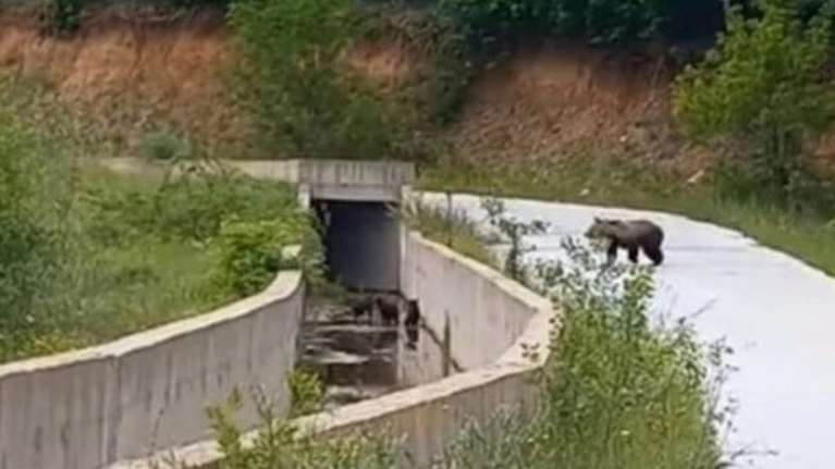 Φλώρινα: Απελευθερώθηκαν τα τρία μικρά αρκουδάκια - Είχαν παγιδευτεί σε κανάλι στο Φράγμα Τριανταφυλλιάς [βίντεο]