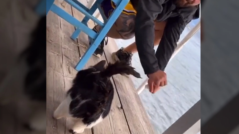 Με παρελθόν ο δράστης της κακοποίησης του γατιού στην Αιδηψό - Τα μπλεξίματά του με τον νόμο