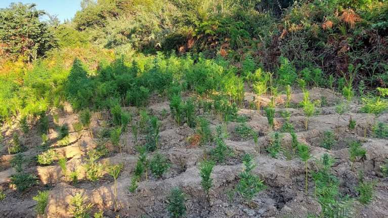 Πύργος: Το ελικόπτερο βρήκε απότιστη χασισοφυτεία - Την &quot;έκαψε&quot; ο καύσωνας [εικόνα]