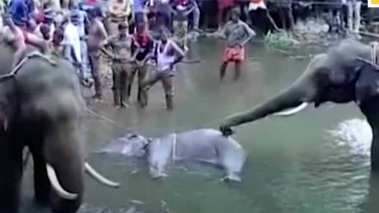 Ινδία: Συνελήφθη ύποπτος για το φρικτό θάνατο εγκύου ελεφαντίνας - Της έδωσε ανανά παγιδευμένο με κροτίδα