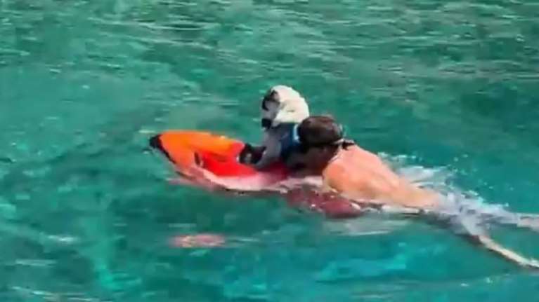 Ο Πάνος Καμμένος παίζει με τον σκύλο του Belmondo στη θάλασσα: Τον έβαλε σε jetboard