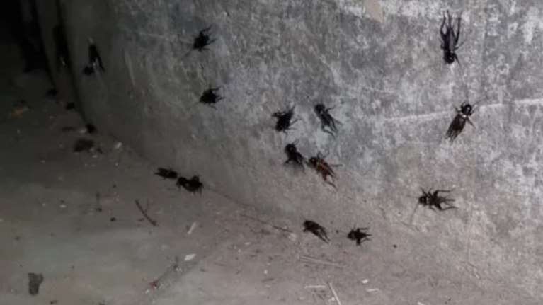 Επιδημία από... τριζόνια και στη Λάρισα - Έφτασαν και εκεί τα ιπτάμενα έντομα [βίντεο]