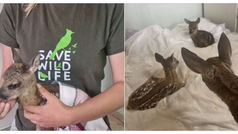 Έκκληση της ΑΝΙΜΑ για βοήθεια: Χρειάζεται την υποστήριξή μας για τα μωρά ζαρκάδια που φροντίζει