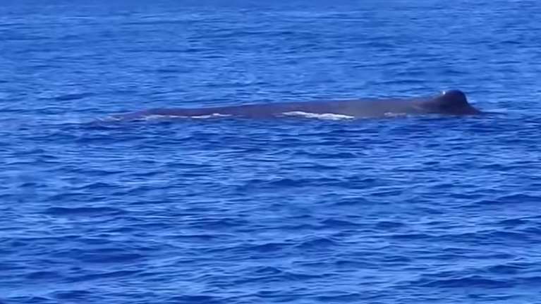 Εντυπωσιακό θέαμα στη Ζάκυνθο: Ιστιοπλοϊκό συνάντησε φάλαινα φυσητήρα [βίντεο]