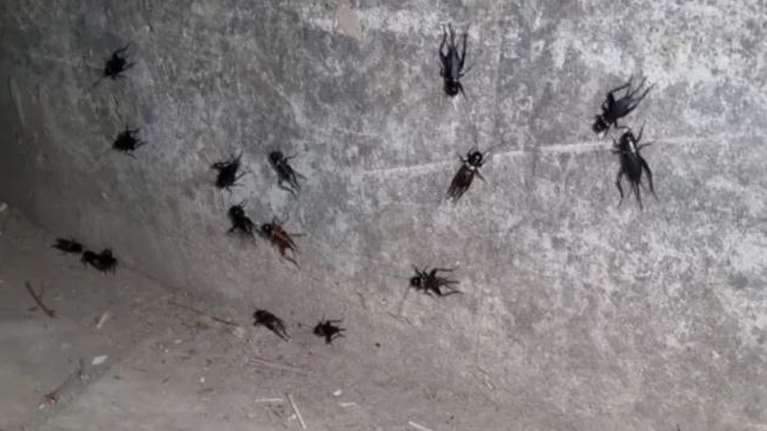 Τρίκαλα: Επιδρομή από τριζόνια προκαλεί ανησυχία στους κατοίκους [εικόνες]