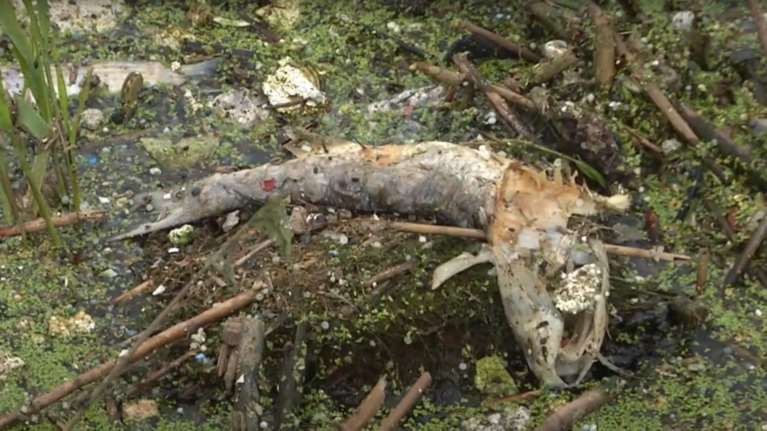 Θεσσαλονίκη: Δεκάδες νεκρά ψάρια σε περιοχή Natura 2000 στη Σίνδο [εικόνες - βίντεο]