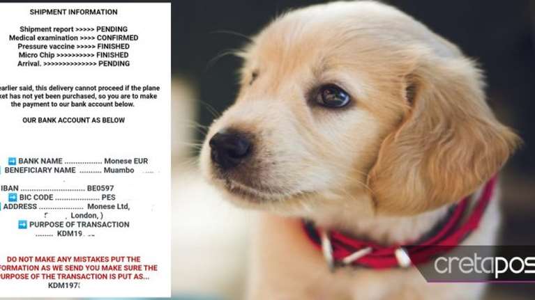 Θύμα απάτης Ηρακλειώτισσα για αγορά κουταβιού μέσω αγγελίας - Κύκλωμα της &quot;έφαγε&quot; 800 ευρώ