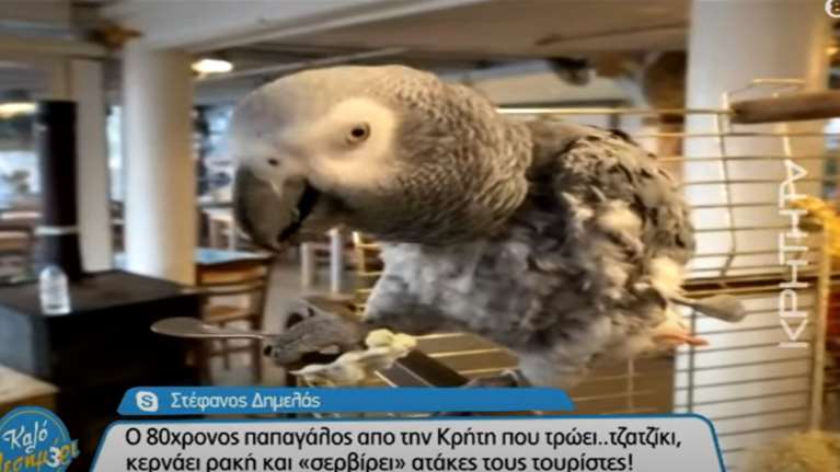 Mike ο... Κρητικός παπαγάλος: Είναι 80 ετών, τρώει τζατζίκι και κερνά ρακή και ατάκες τους τουρίστες [βίντεο]