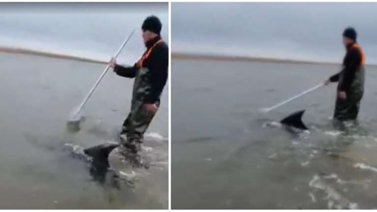 Αστυνομικοί διέσωσαν δελφίνι στον Έβρο - Η συγκινητική ανάρτηση του Τάκη Θεοδωρικάκου [βίντεο]
