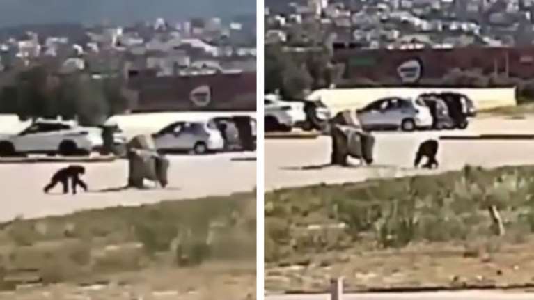 Αττικό Ζωολογικό Πάρκο: Βίντεο από τη στιγμή που ο χιμπατζής το σκάει - Αντδράσεις για τη θανάτωσή του