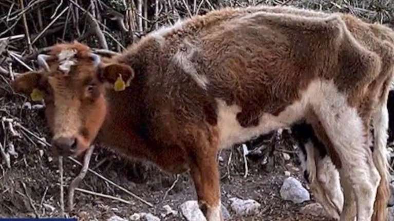 Αποτρόπαια κακοποίηση ζώων στην Κω: Βαριές καταγγελίες για κτηνοτροφική μονάδα - Τι ισχύει για την άδεια