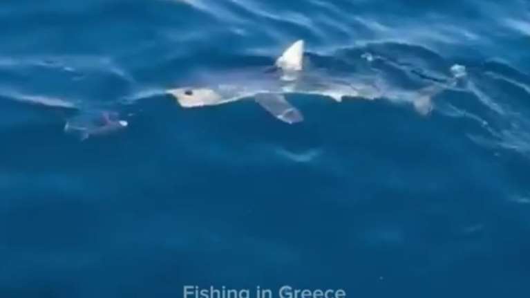 Εμφανίστηκε καρχαρίας στον Αργολικό κόλπο – Προσπάθησε να κλέψει τονάκι από ερασιτέχνη ψαρά [βίντεο]