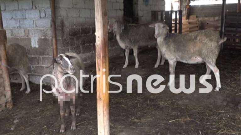 Νέα επίθεση από άγρια σκυλιά: Κατασπάραξαν κοπάδι με πρόβατα, επιτέθηκαν στον κτηνοτρόφο και τη γυναίκα του [εικόνες]