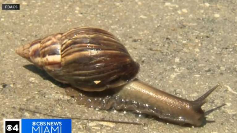 Συναγερμός στη Φλόριντα από γιγαντιαία αφρικανικά σαλιγκάρια: Απειλούν περιουσίες, τρώνε μέχρι και πινακίδες [βίντεο]