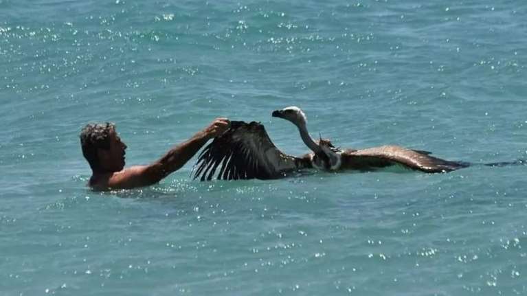 Σητεία: Η στιγμή που λουόμενος σώζει εξαντλημένο γύπα που κινδυνεύει να πνιγεί στη θάλασσα [εικόνες]