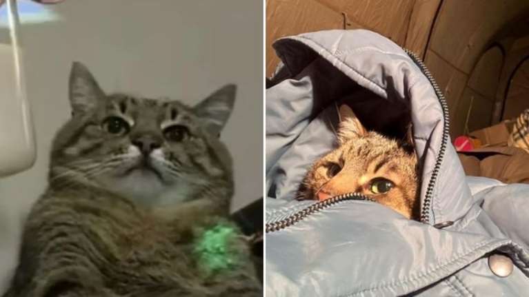 Ουκρανία: Πώς σώθηκε ο Στεπάν από τους βομβαρδισμούς στο Χάρκοβο - Η γάτα influencer του Instagram [εικόνες]