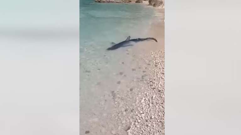 Επτάνησα: Γαλάζιος καρχαρίας κολυμπούσε στα ρηχά [βίντεο]