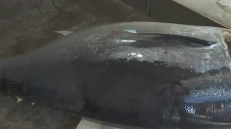 Απίστευτη ψαριά στο Ιόνιο: Έπιασαν τόνο 3 μέτρα και σχεδόν 400 κιλά [βίντεο]