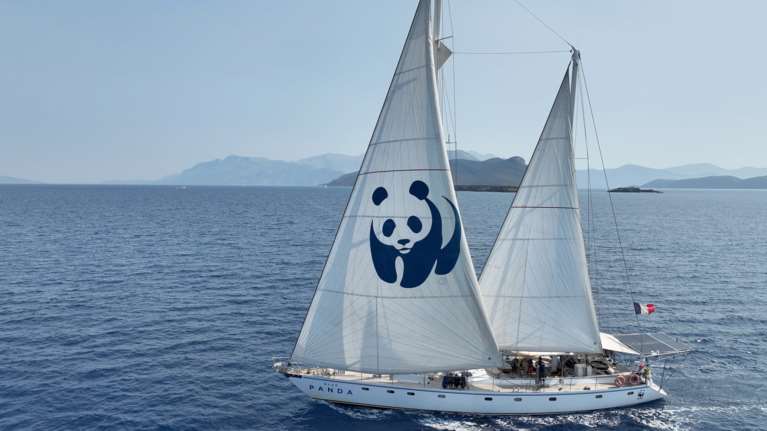 Βlue Panda: Ξανά στην Ελλάδα για την προστασία της Ελληνικής Τάφρου