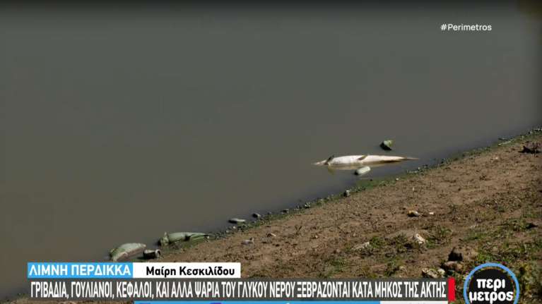 Πτολεμαΐδα: Ξεβράζει νεκρά ψάρια η τεχνητή λίμνη του Περδίκκα [εικόνες - βίντεο]