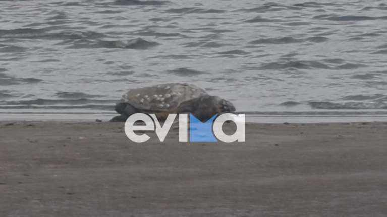 Εύβοια: Τεράστια χελώνα καρέτα-καρέτα εμφανίστηκε στην παραλία της Λιανής Αμμου [Βίντεο]