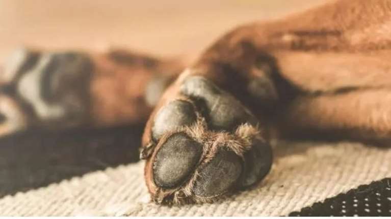 Κακουργηματική δίωξη σε 40χρονο για τον θάνατο του πιτ μπουλ του από ασιτία