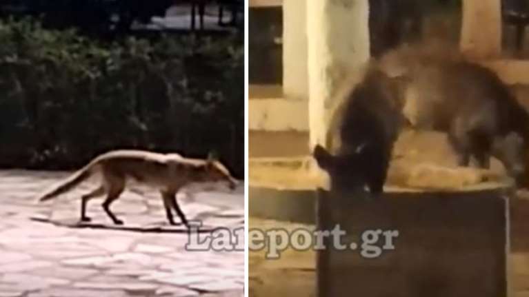 Λαμία: Τακτικοί θαμώνες σε εστιατόριο δυο αγριογούρουνα και μια αλεπού - Έρχονται για τα λαχταριστά μούρα [βίντεο]