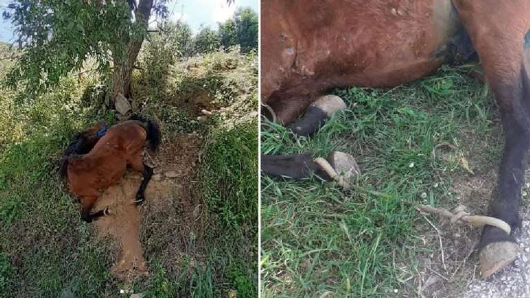 Αποτροπιασμός στη Τζια: Παστουρωμένο άλογο σωριάστηκε ανήμπορο και κρεμάστηκε σε πλαγιά [εικόνες]