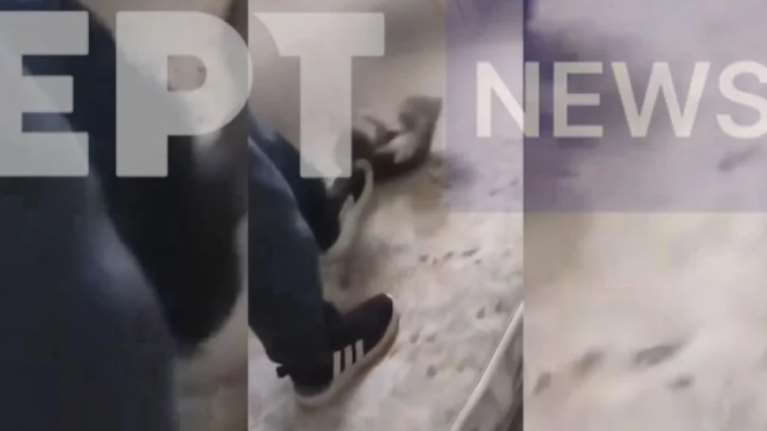 Στα χέρια του εισαγγελέα η κακοποίηση των κουταβιών από ανήλικους στις Σέρρες