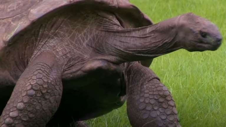 Τριήμερο γλέντι στη βρετανική  Αγία Ελένη - Η γηραιότερη χελώνα στον κόσμο κλείνει τα 190 χρόνια [Βίντεο]