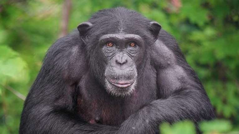 Αττικό Ζωολογικό Πάρκο: Συγκέντρωση διαμαρτυρίας για τη θανάτωση του χιμπατζή που δραπέτευσε - Τι απαντά η διοίκηση