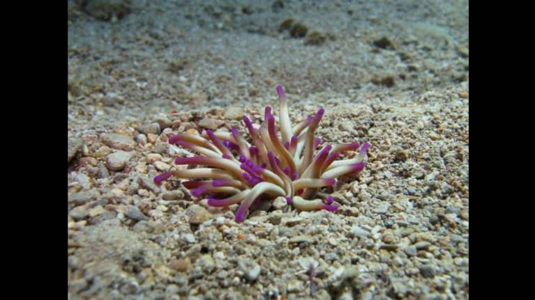 Σύρος: Στο νοσοκομείο παιδί μετά από τσίμπημα θαλάσσιας ανεμώνης