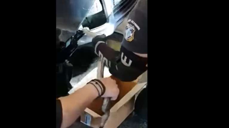 Φίδι σκόρπισε τον τρόμο στα ΚΤΕΛ Κηφισού: Είχε τρυπώσει σε αυτοκίνητο [βίντεο]