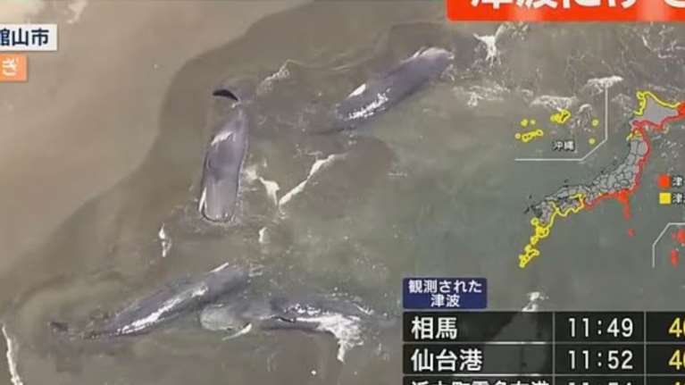 Ιαπωνία: Φάλαινες ξεβράστηκαν σε ακτή μετά το τσουνάμι - Πώς εξηγείται το φαινόμενο [βίντεο]
