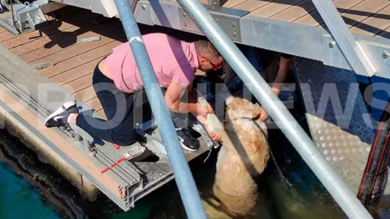 Καβάλα: Άνδρας κλώτσησε στη θάλασσα αδέσποτο σκύλο - Είπε ότι του επιτέθηκε [εικόνες]