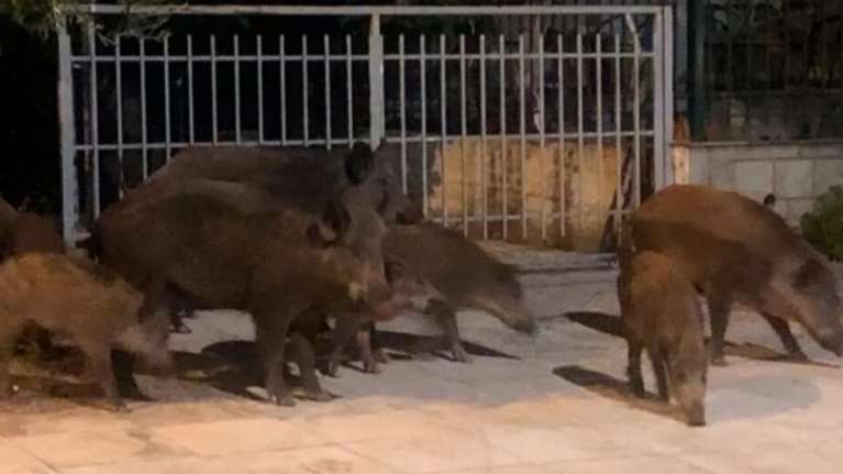 Νυχτερινός εφιάλτης τα αγριογούρουνα στη Λαμία - Καταστρέφουν καλλιέργειες, κόβουν βόλτα σε αυλές [βίντεο]