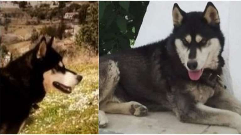 Η κτηνίατρος επιμένει ότι άνθρωπος κακοποίησε τον Ολιβερ- Γιατί το αμφισβητεί η Αστυνομία, συγκάλυψη καταγγέλουν οι φιλόζωοι