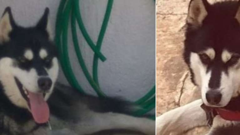 Αράχωβα: Δεύτερη πραγματογνωμοσύνη για τον Όλιβερ ζητούν οι φιλοζωικές - &quot;Ανθρώπινο χέρι πίσω από τον θάνατό του&quot;