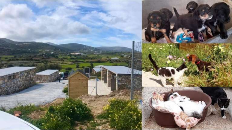 Πάρος: Ένα καταφύγιο-κόσμημα για τα αδέσποτα του νησιού κινδυνεύει με λουκέτο - Ο Δήμος αρνείται τις υποχρεώσεις του