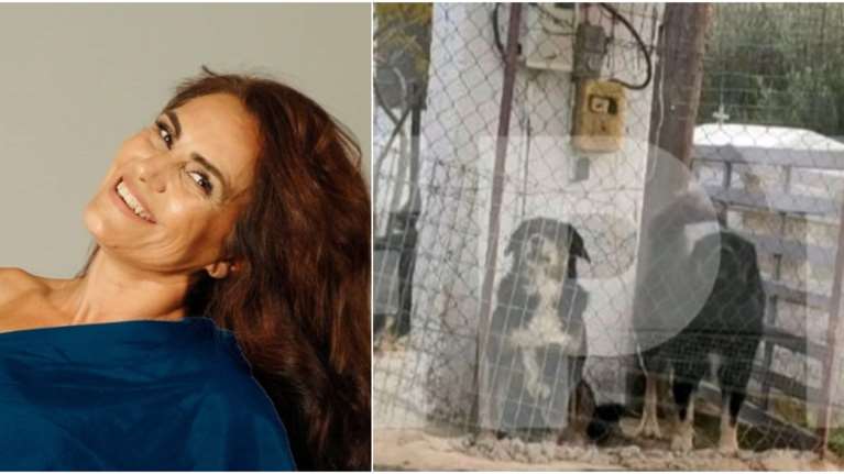 Θάνατος 50χρονης: Aπολογείται ο 37χρονος ιδιοκτήτης - Πού βρίσκονται τώρα τα τρία σκυλιά που την κατασπάραξαν