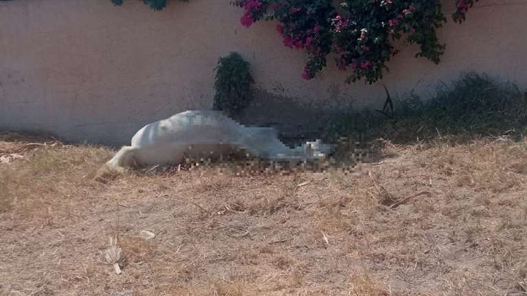 Κτηνωδία στη Σαντορίνη: Έδεσαν άλογο και το άφησαν να πεθάνει από τη δίψα κάτω από τον καυτό ήλιο [βίντεο]