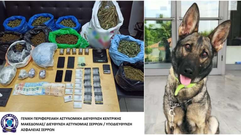 Θεσσαλονίκη: Είχαν φτιάξει &quot;χασισοφυτεία&quot; σε υπόγειο σπιτιού - Τους ξεσκέπασε η δαιμόνια Roxy [εικόνες - βίντεο]